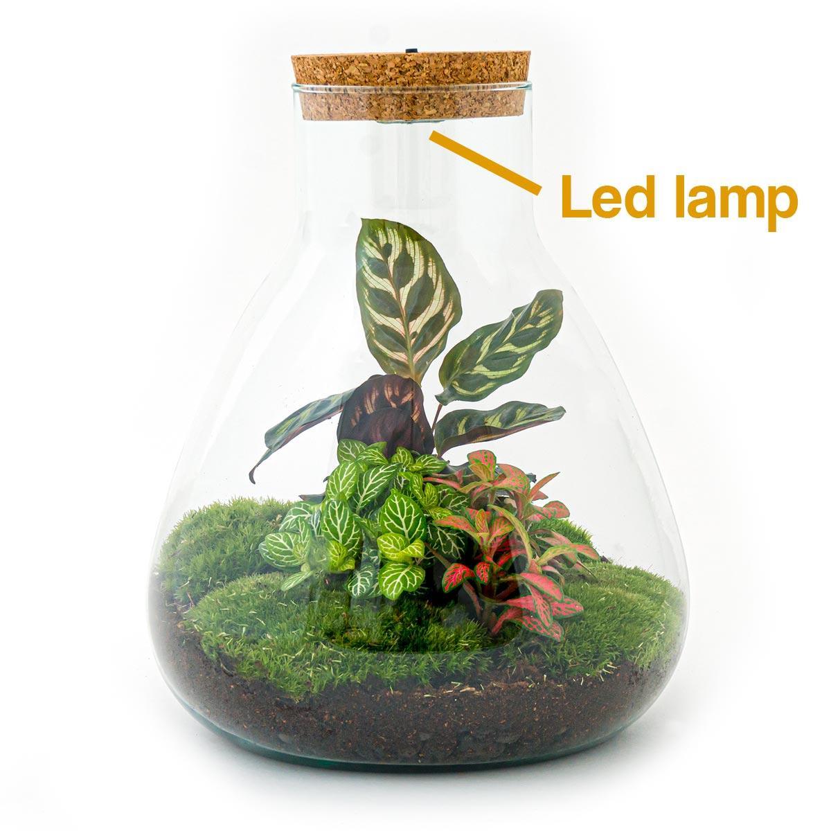 DIY terrarium Sam met lampje