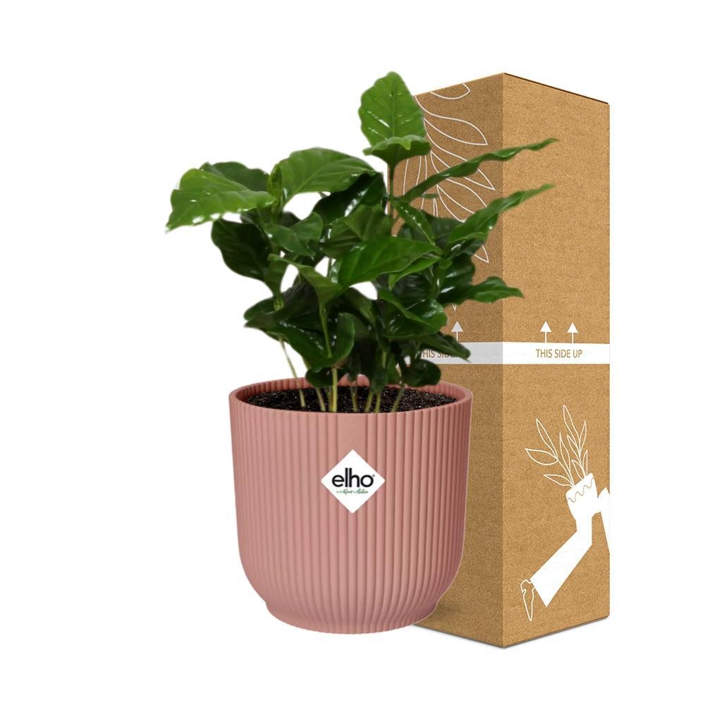 Coffea Arabica  | Ø12 | ↕25 + pot