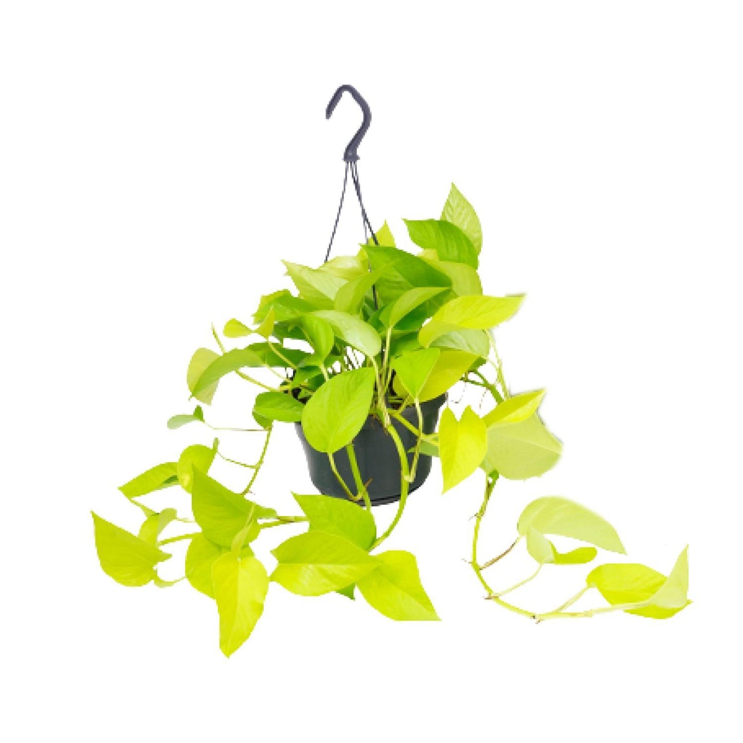 Epipremnum Golden Pothos  | Ø15 | ↕25