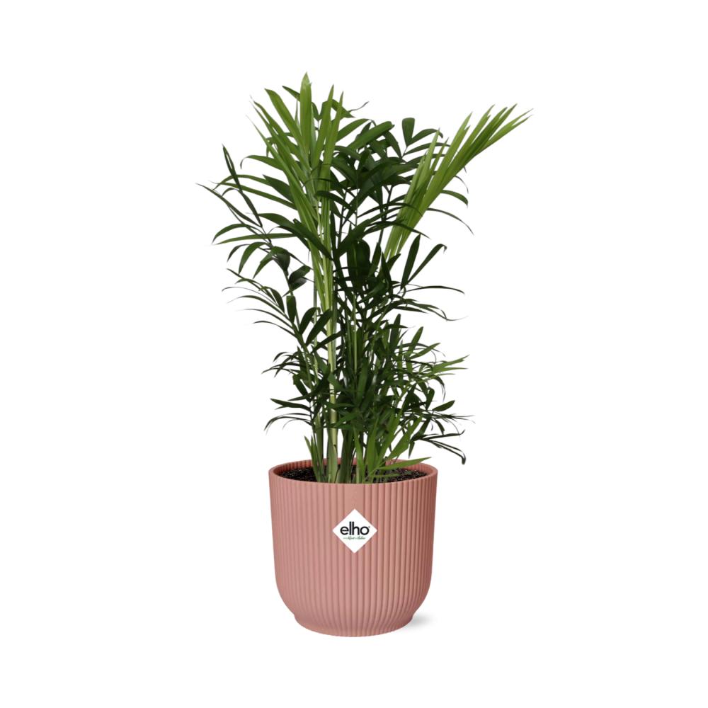 Chamaedorea Elegans  | Ø12 | ↕40 + ELHO Vibes Fold roze