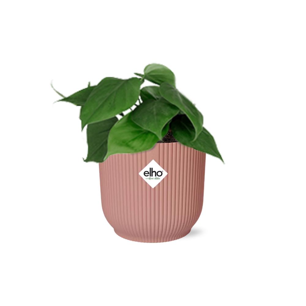 Philodendron Scandens  | Ø12 | ↕20 + ELHO Vibes Fold Ø14 roze