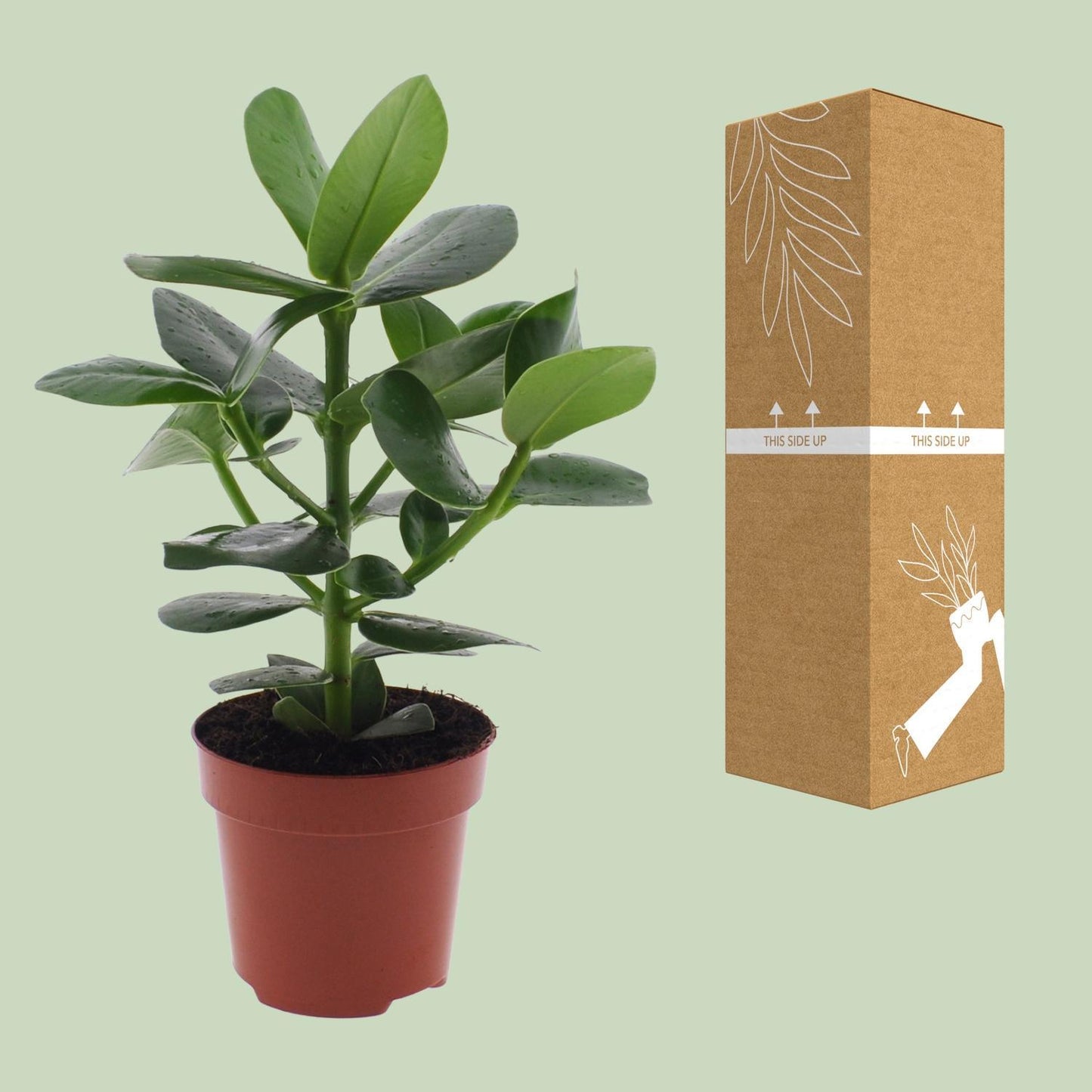 Clusia Rosea Princess  | Ø12 | ↕15