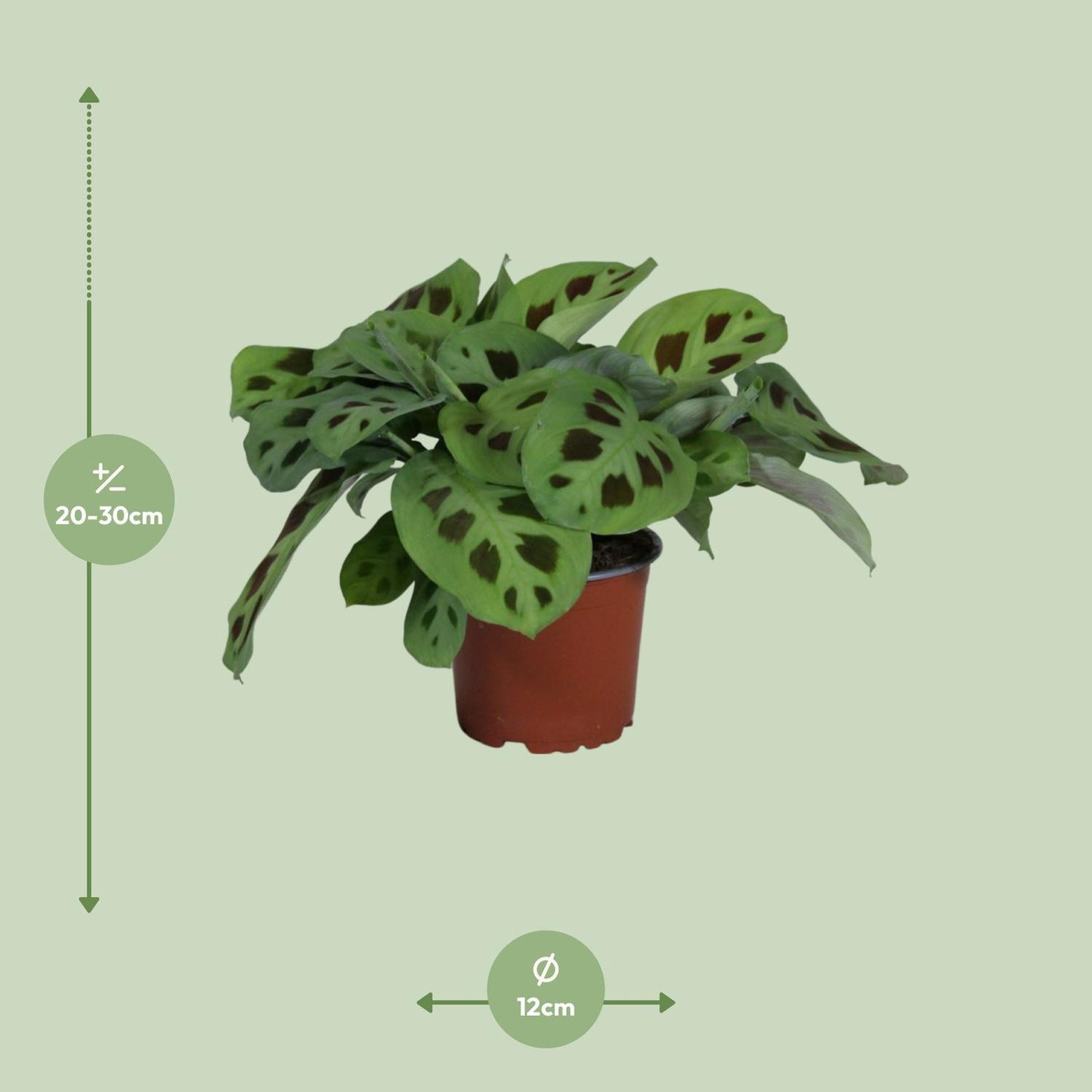 Maranta Leuconeura Kerchoveana  | Ø12 | ↕30