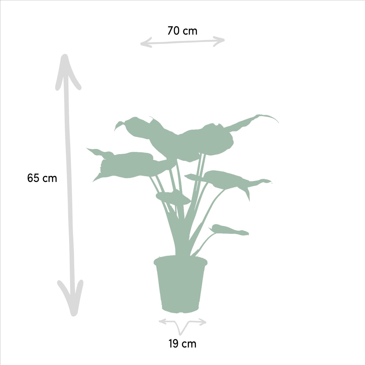Alocasia Cucullata + Alocasia Lauterbachiana  | Ø19 | ↕60-75