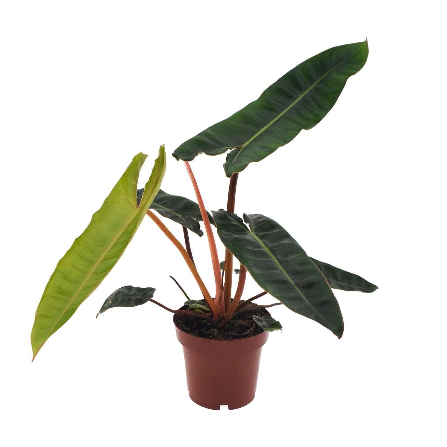 Philodendron Billietiae  | Ø12 | ↕25