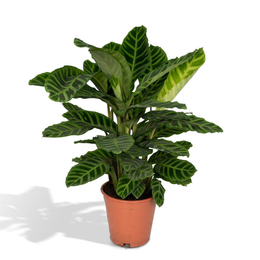 Calathea Zebrina  | Ø19 | ↕80