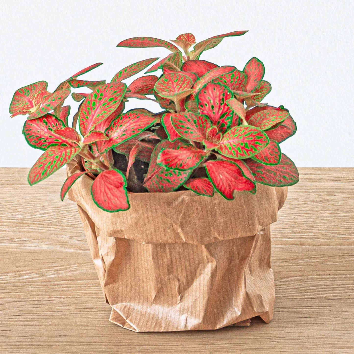 Fittonia Oranje Ruby Lime