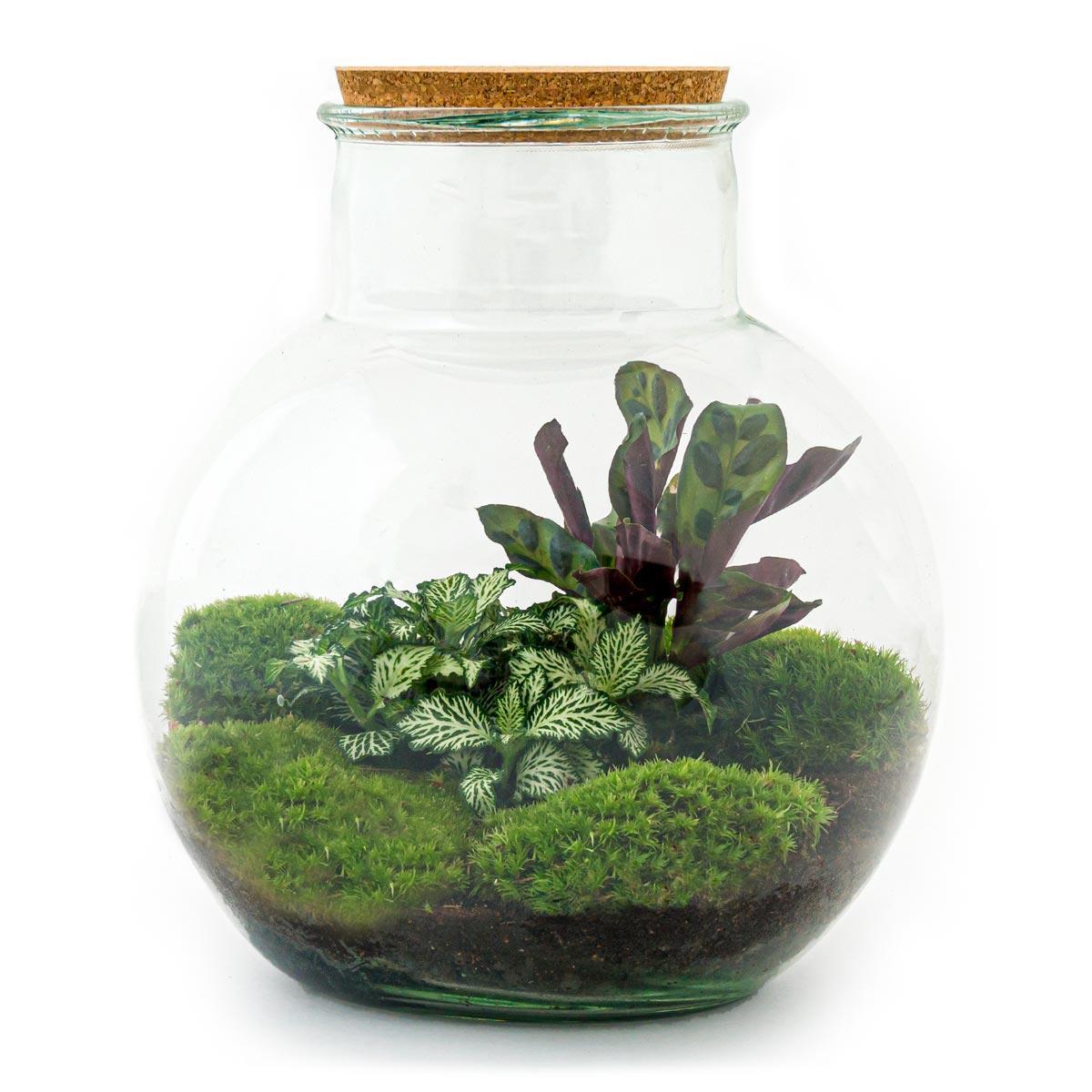 DIY terrarium Teddy