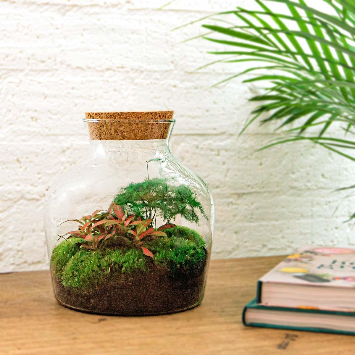 DIY terrarium Little Joe
