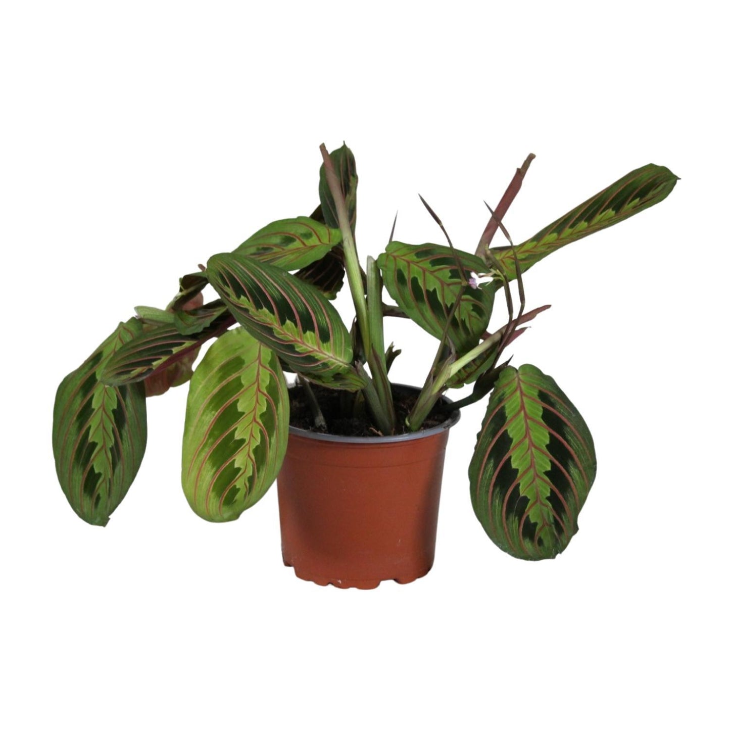 Maranta Leuconeura Fascinator  | Ø12 | ↕30