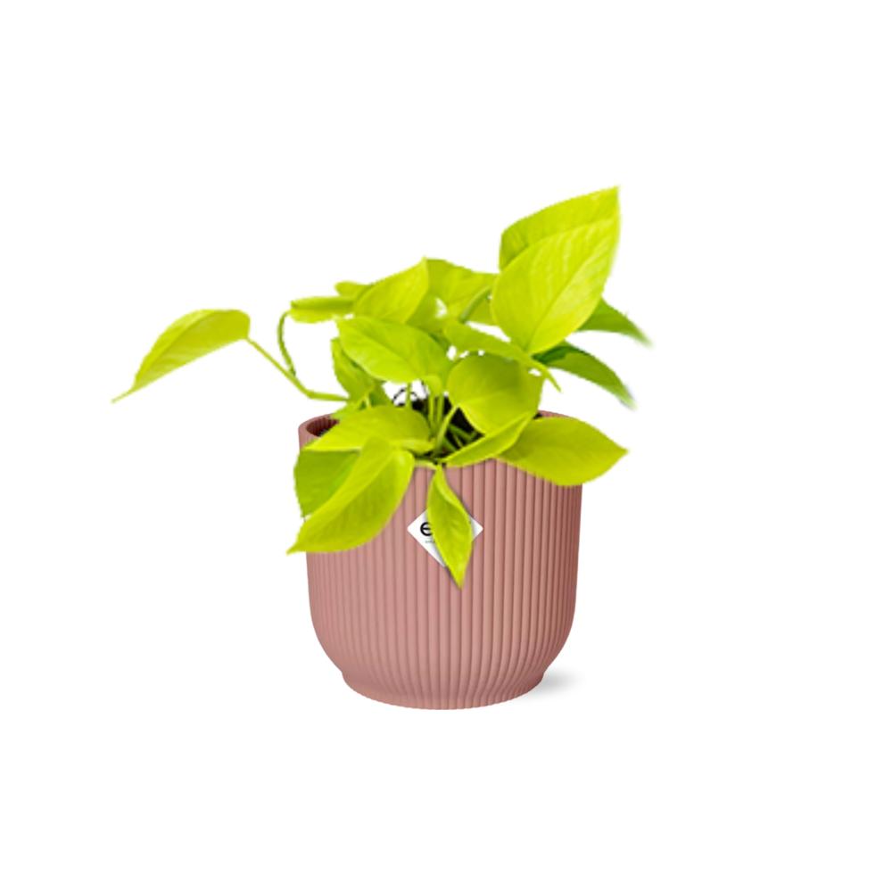 Epipremnum Golden Pothos  | Ø12 | ↕15 + pot