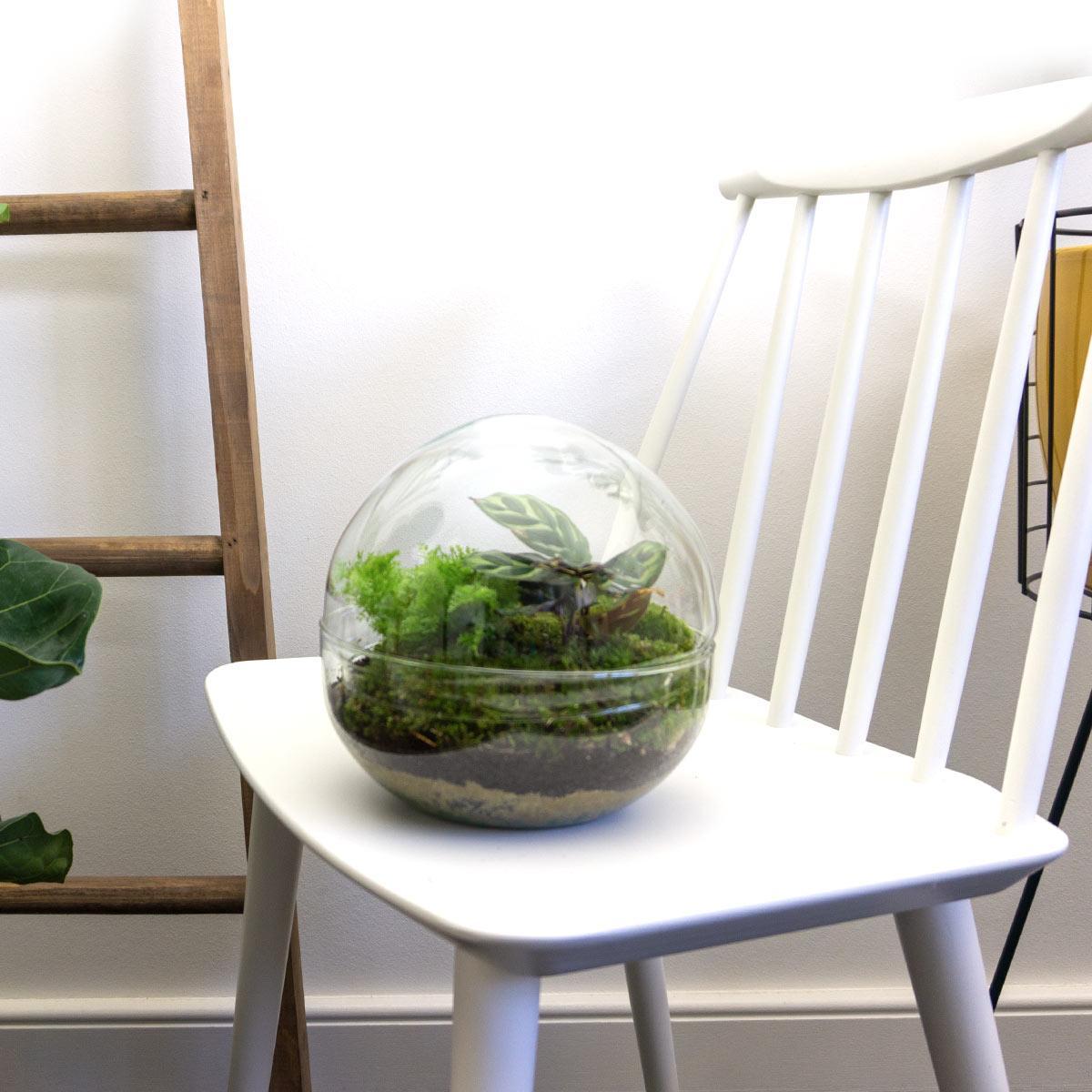 DIY terrarium Dome  | Ø20 | ↕20