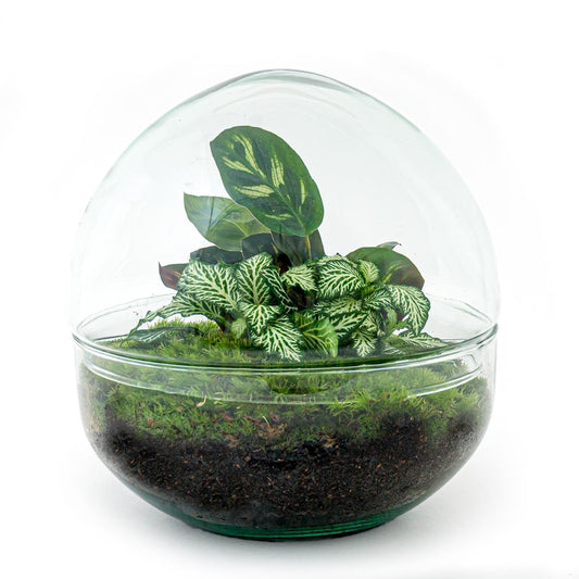 DIY terrarium Dome  | Ø20 | ↕20