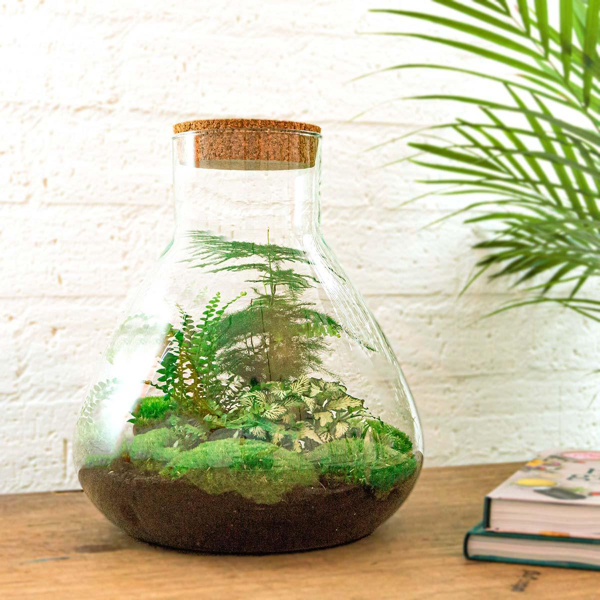 DIY terrarium Sam XL