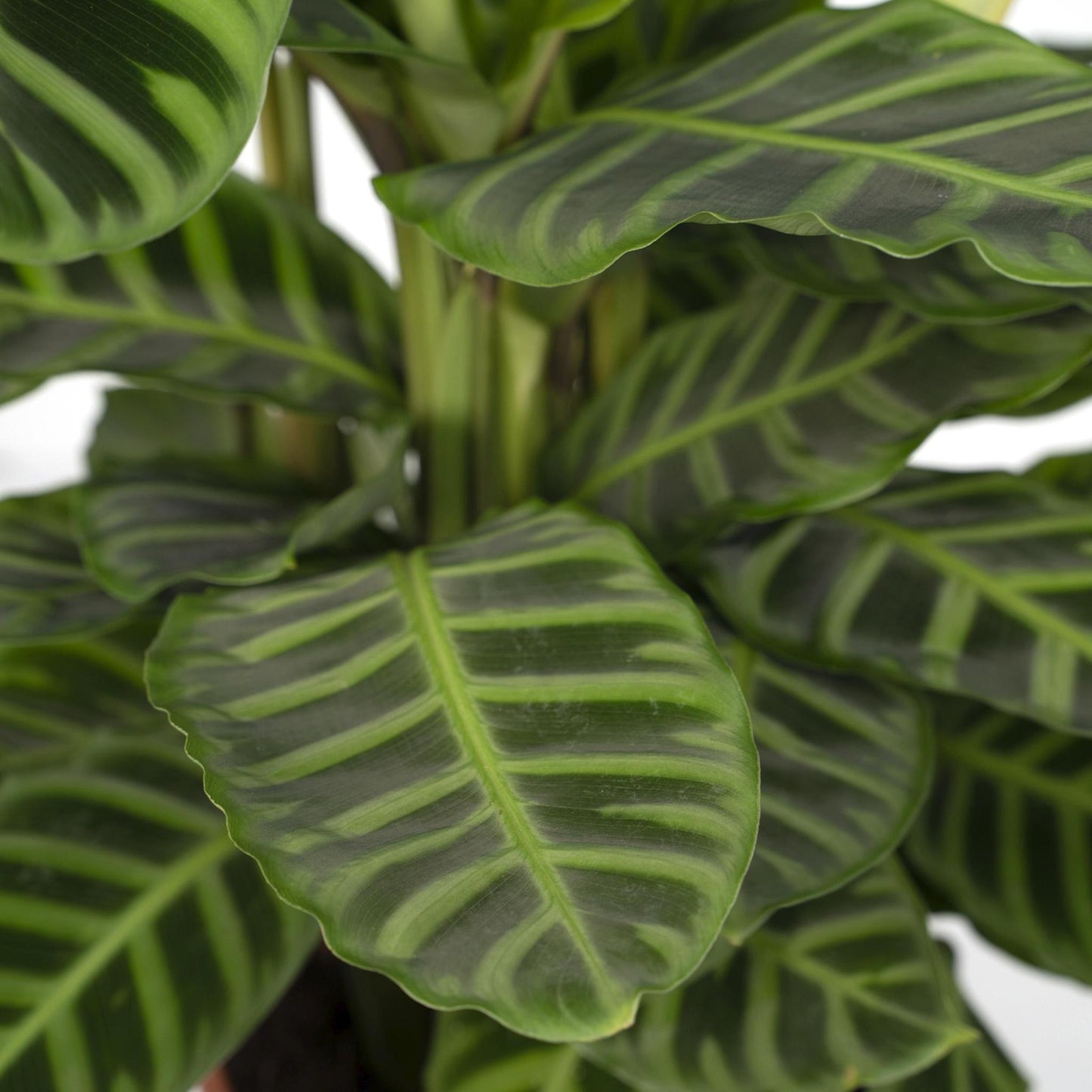 Calathea Zebrina  | Ø19 | ↕80