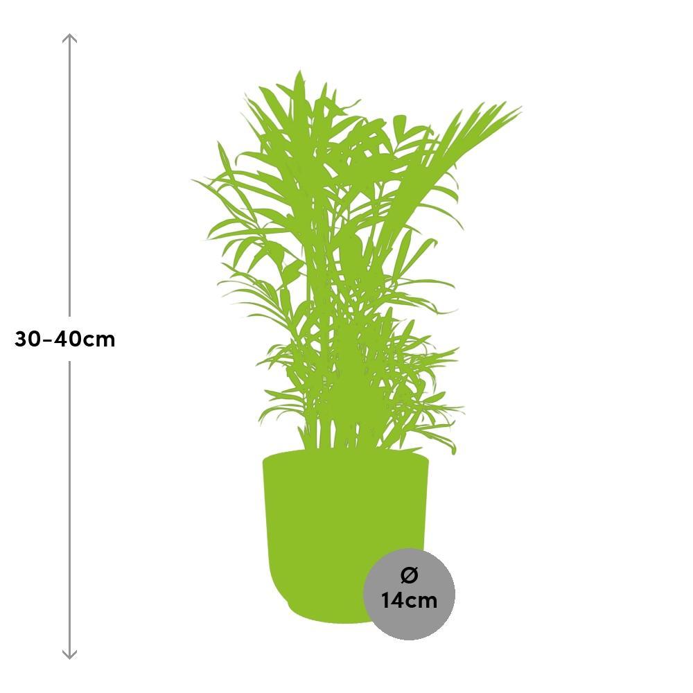Chamaedorea Elegans  | Ø12 | ↕40 + ELHO Vibes Fold roze