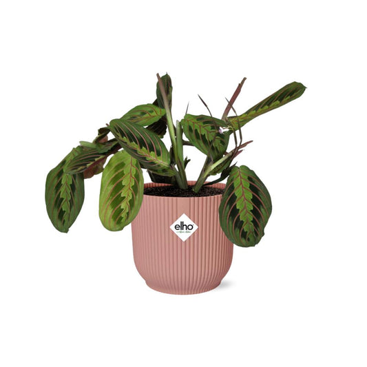 Maranta Leuconeura ‘Fascinator’  | Ø12 | ↕30 + ELHO Vibes Fold Ø14 roze