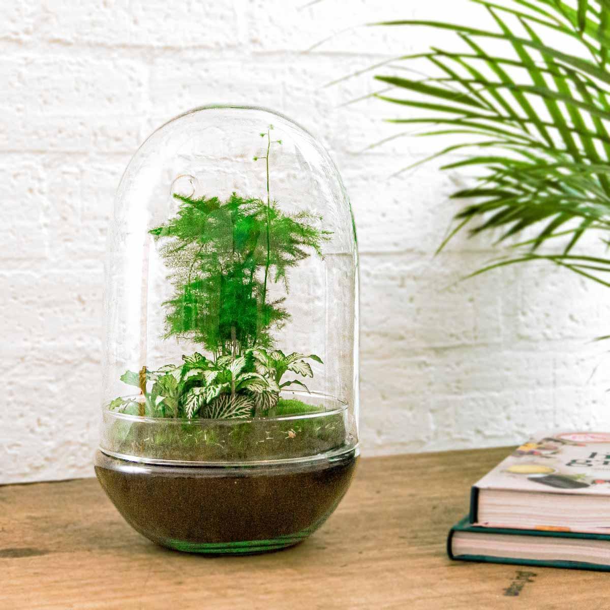 DIY terrarium | Egg XL