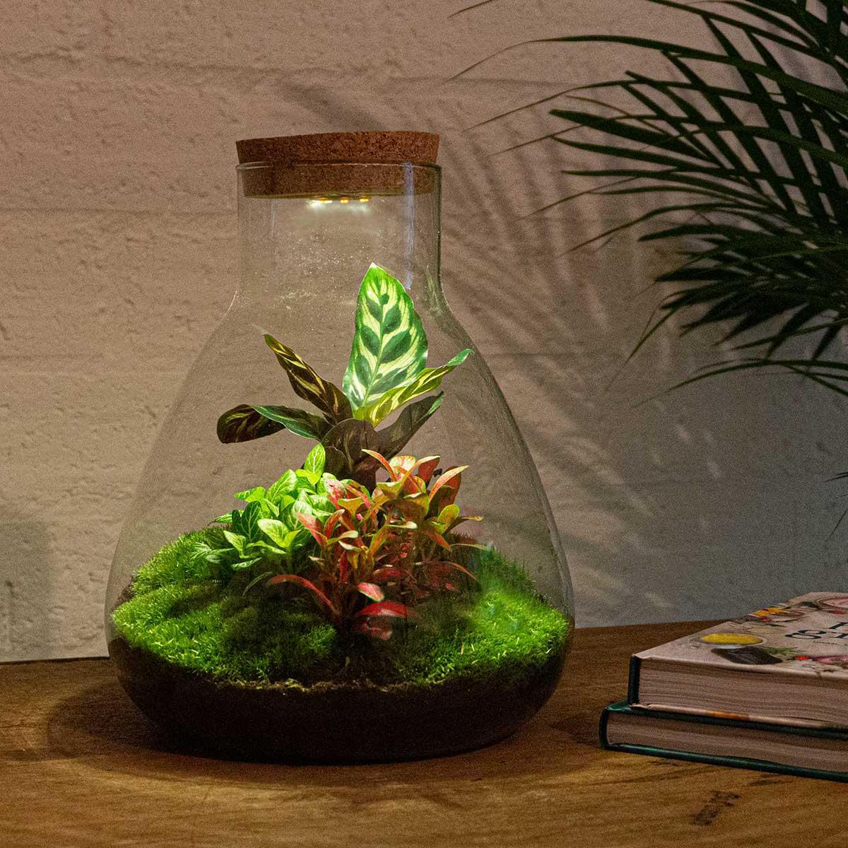 DIY terrarium Sam met lampje