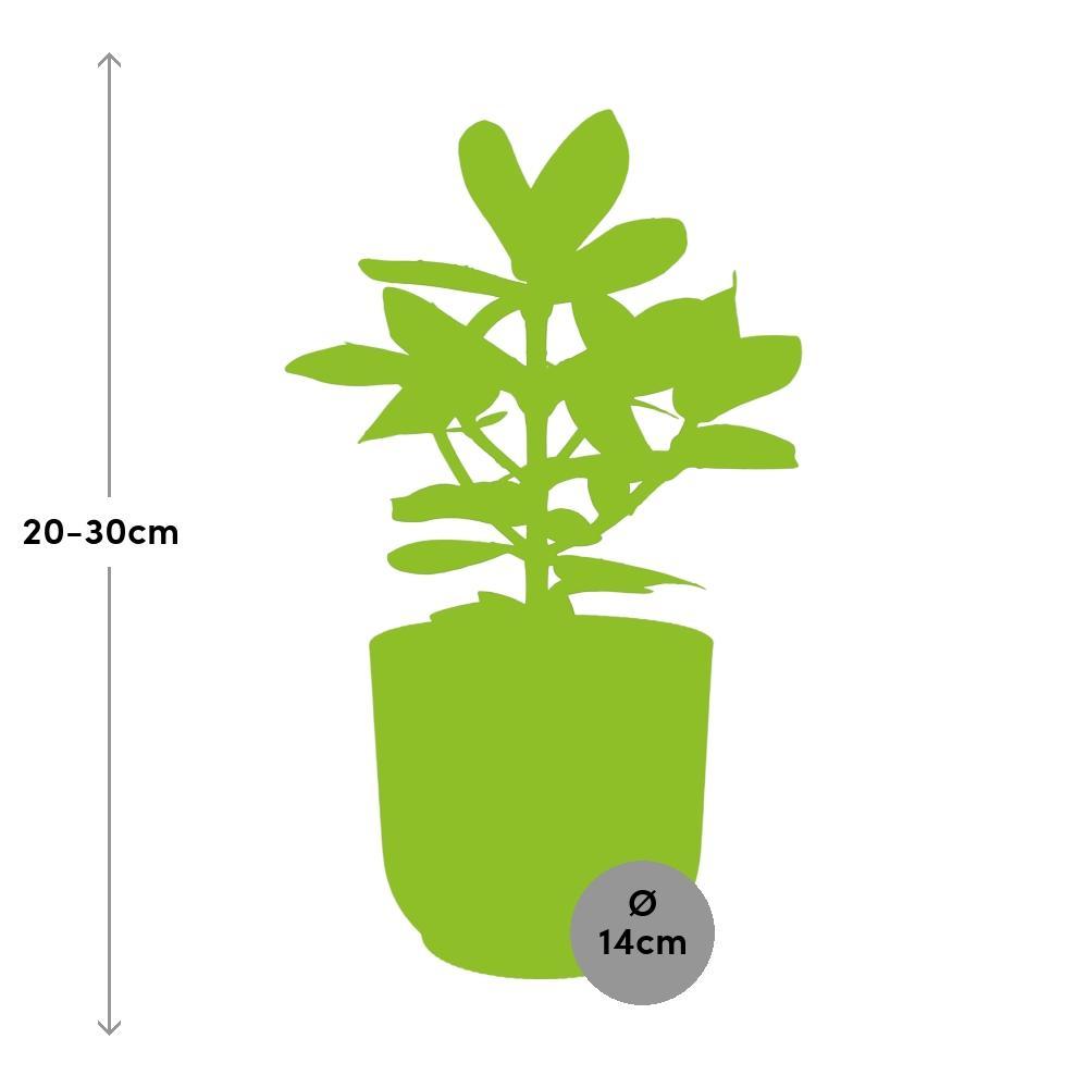 Clusia Princess  | Ø12 | ↕15 + pot