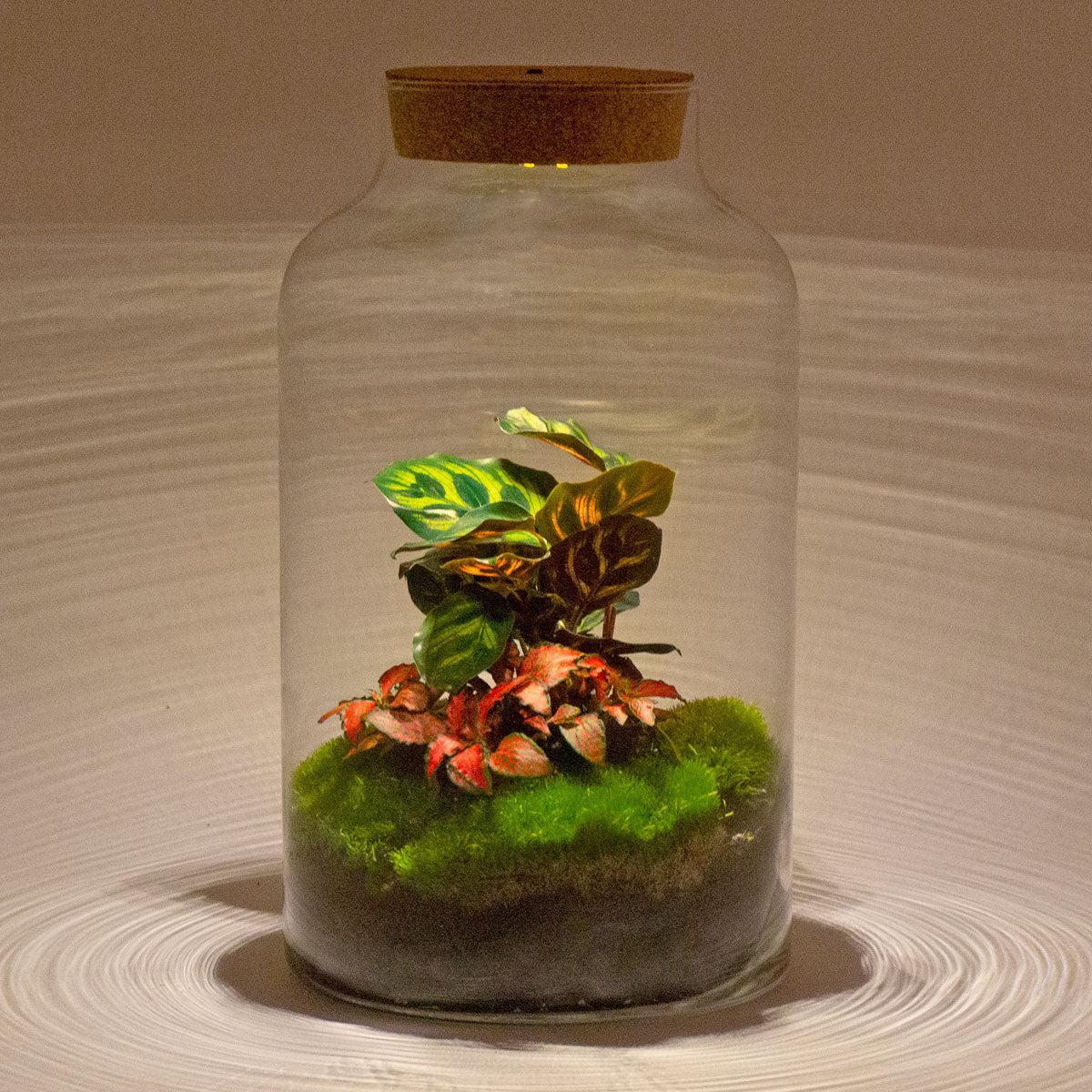 DIY terrarium Milky met lampje