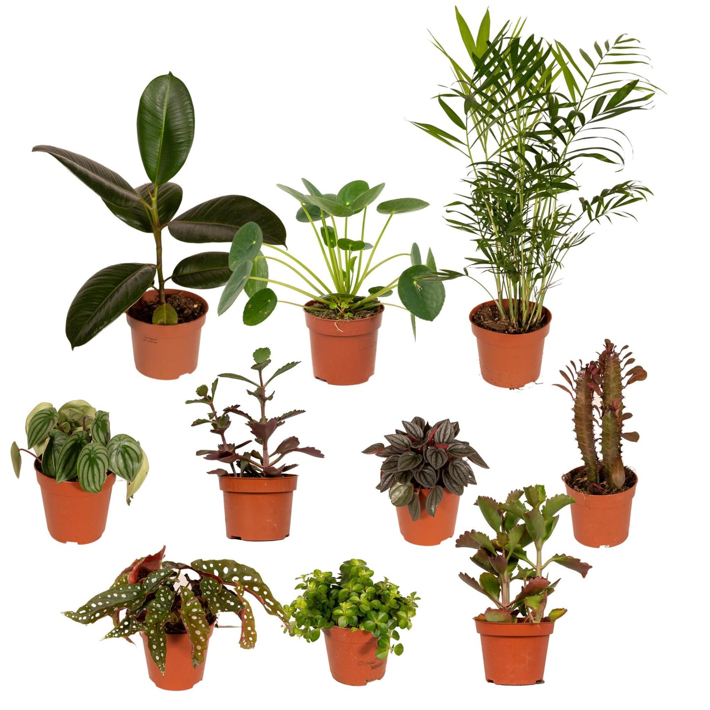 Buitenbeentjesbox 10 stuks
