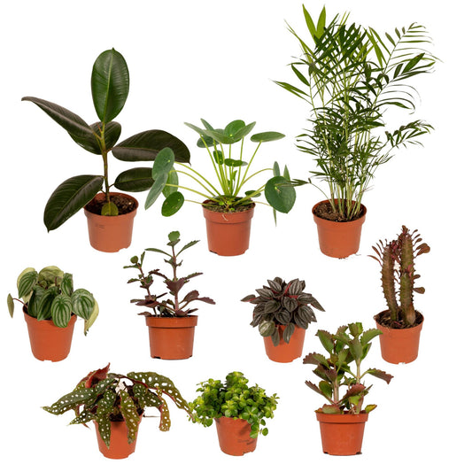 Buitenbeentjesbox 10 stuks