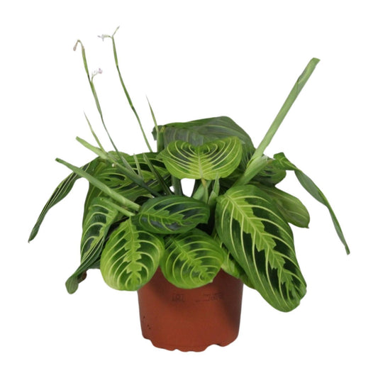 Maranta Leuconeura Fascinator Lemon Lime  | Ø12 | ↕30
