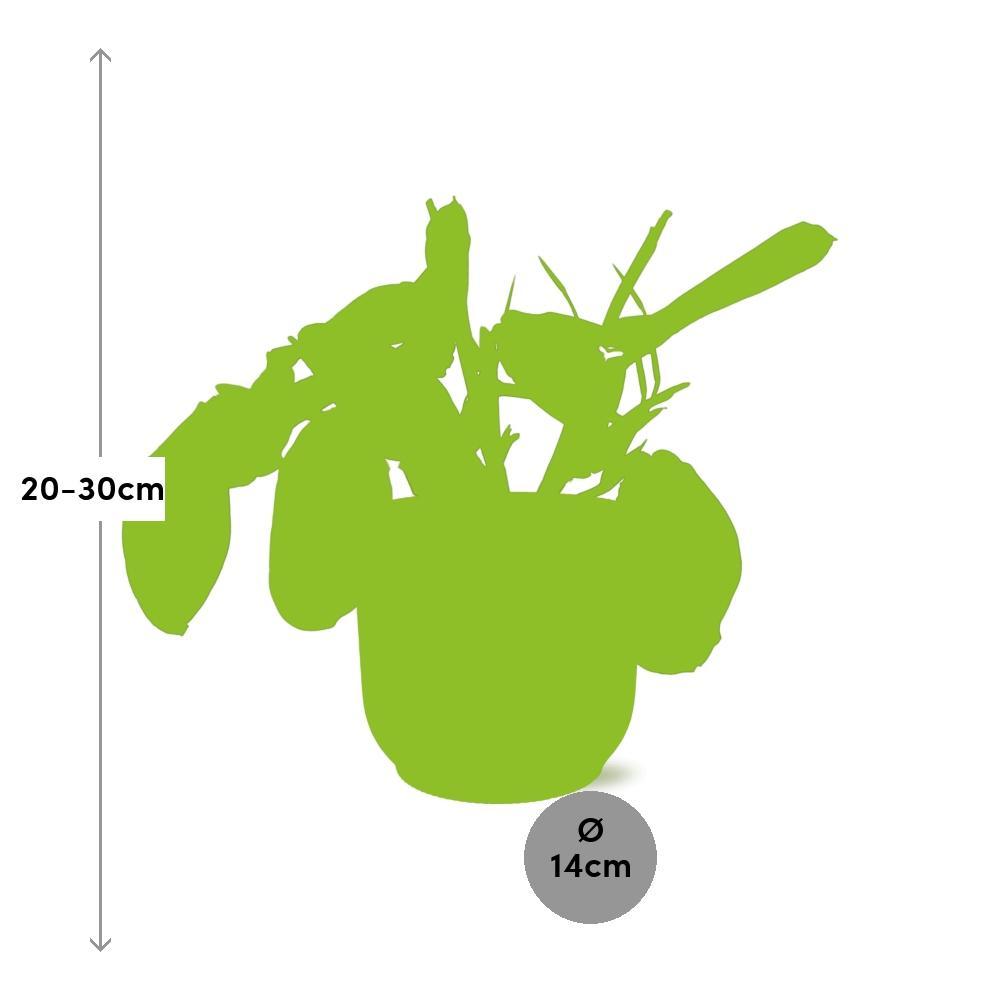 Maranta Leuconeura ‘Fascinator’  | Ø12 | ↕30 + ELHO Vibes Fold Ø14 roze