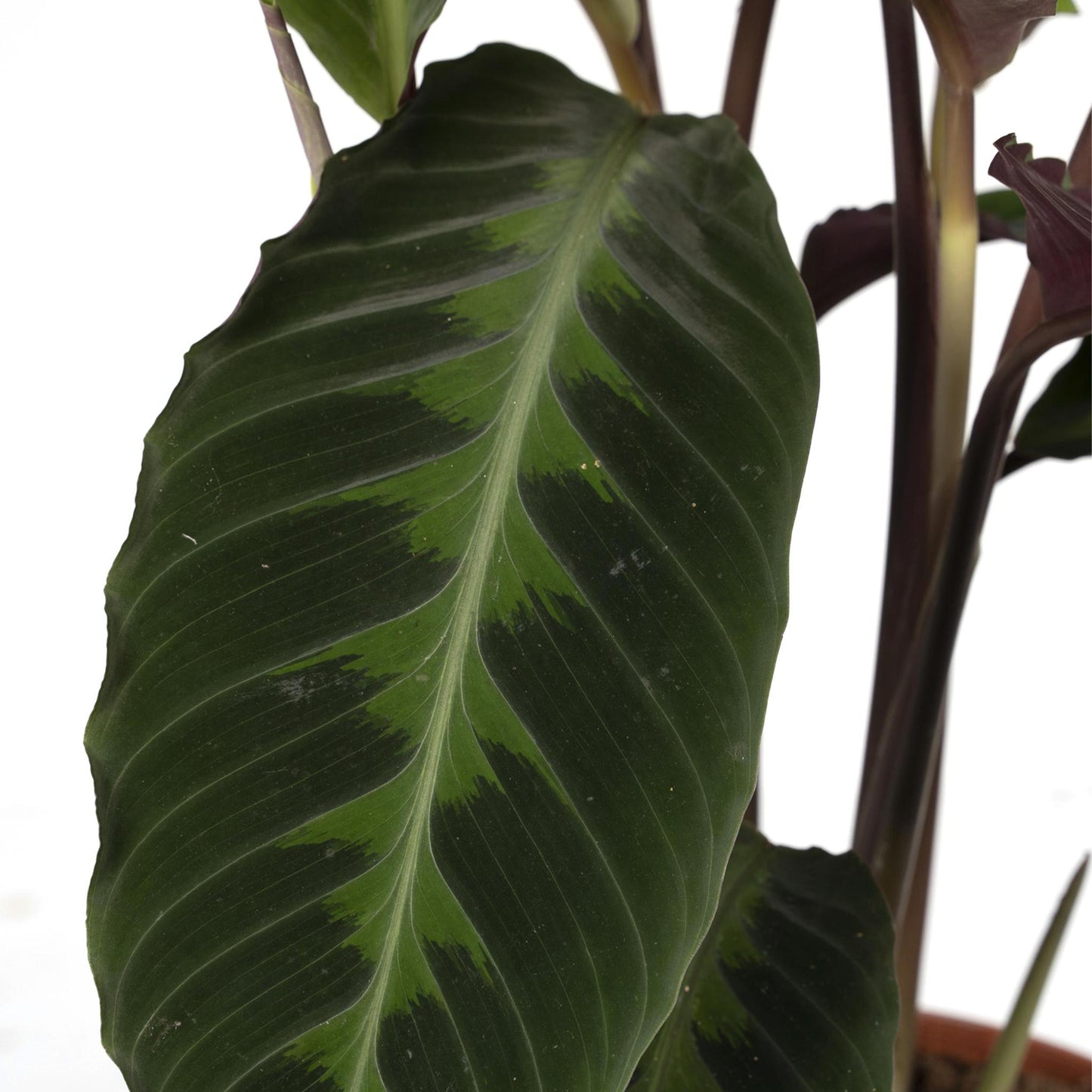 Calathea Warscewiczii  | Ø19 | ↕70