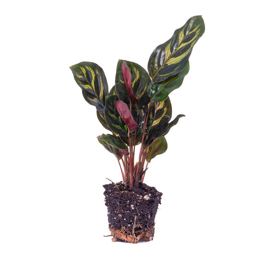 Calathea Makoyana Terrarium plant  | Ø6 | ↕10-15
