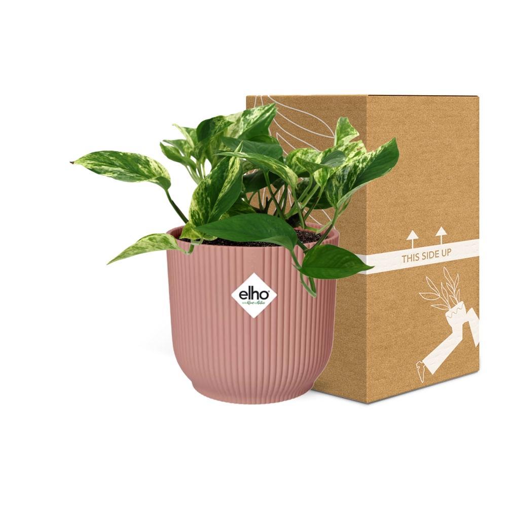Epipremnum Marble Queen  | Ø12 | ↕15 + pot