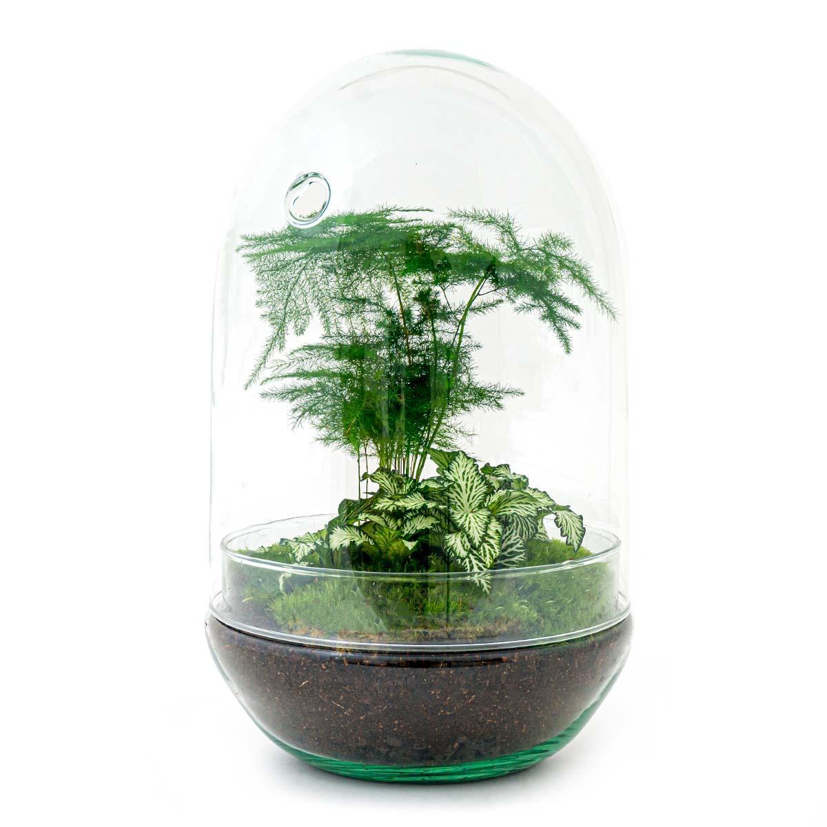 DIY terrarium | Egg XL