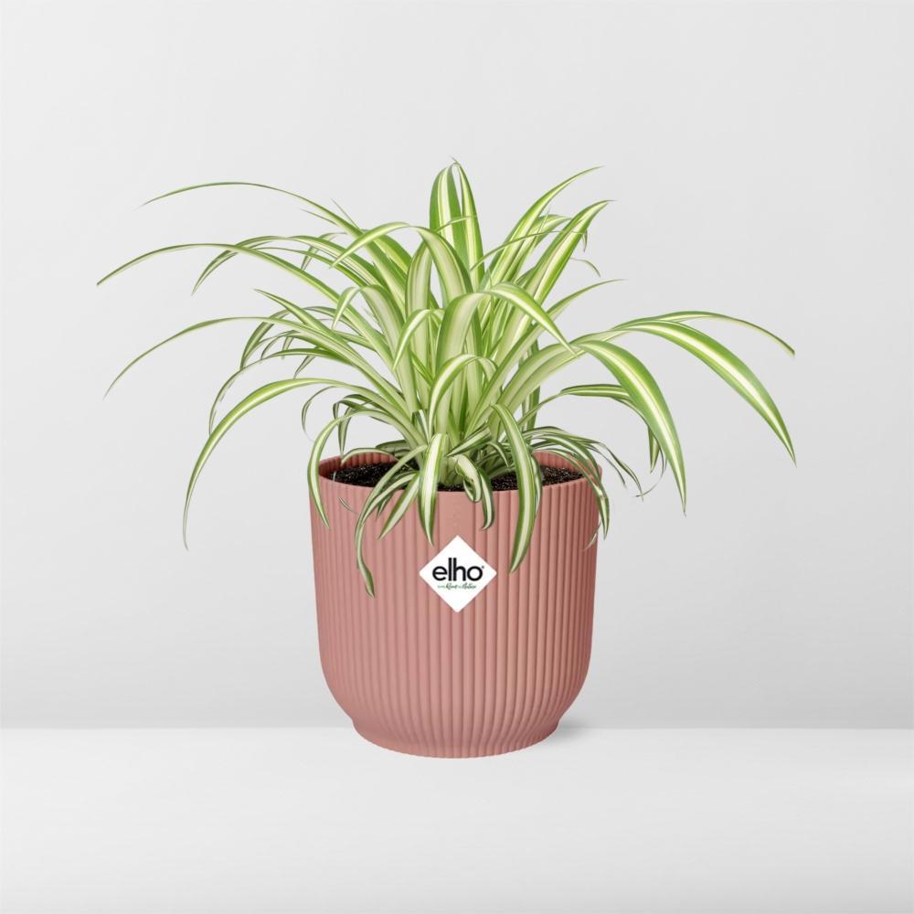 Graslelie | Ø12 | ↕20 + ELHO Vibes Fold roze Ø14