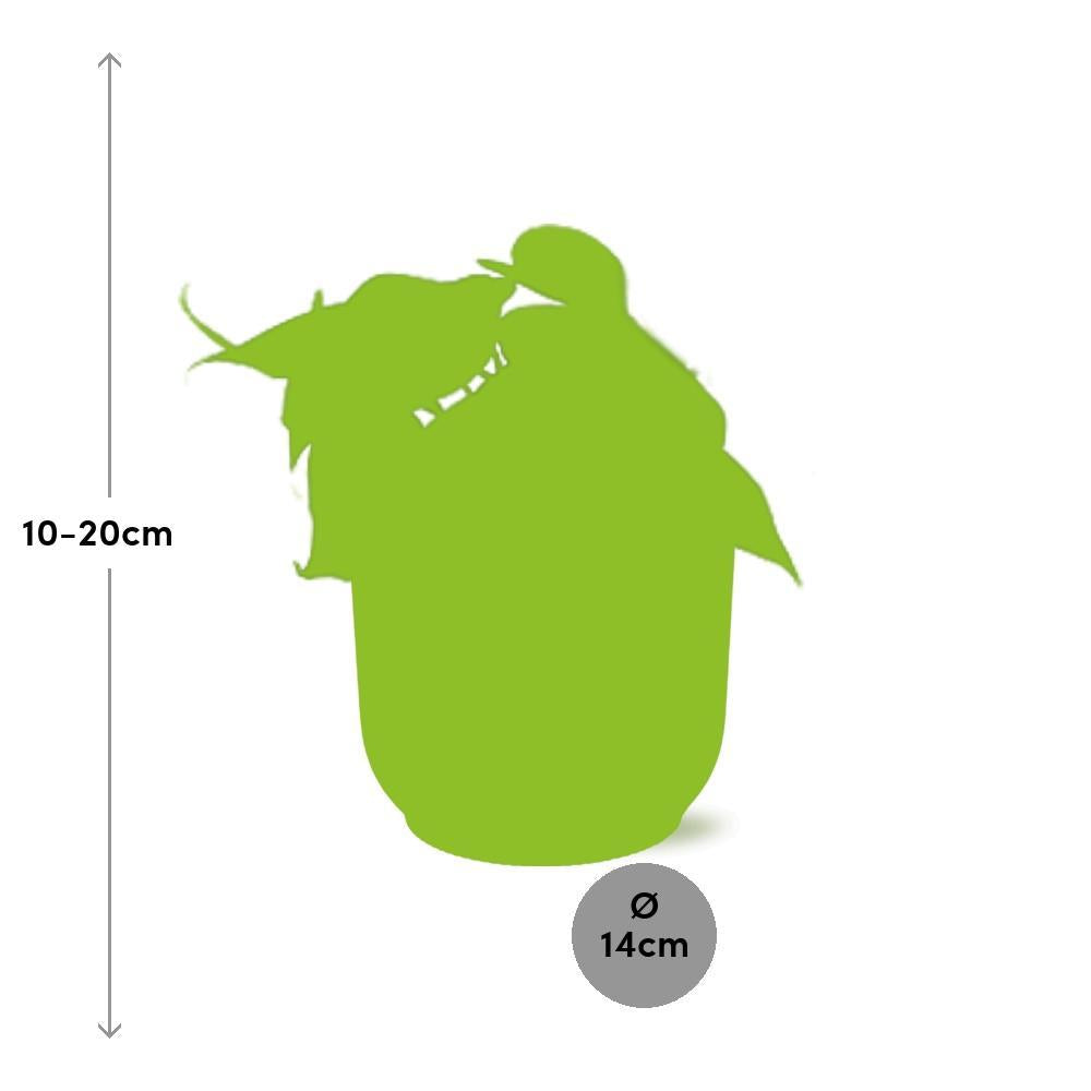 Philodendron Scandens  | Ø12 | ↕20 + ELHO Vibes Fold Ø14 roze