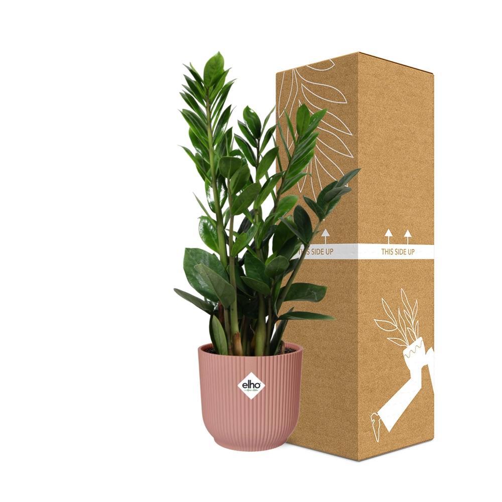 Zamioculcas Zamiifolia  | Ø12 | ↕40 + ELHO Vibes Fold Ø14 roze