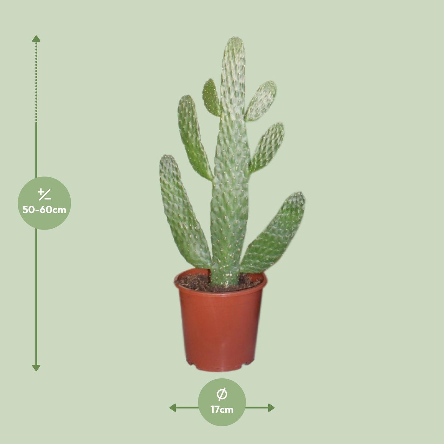 Opuntia Consolea  | Ø17 | ↕55