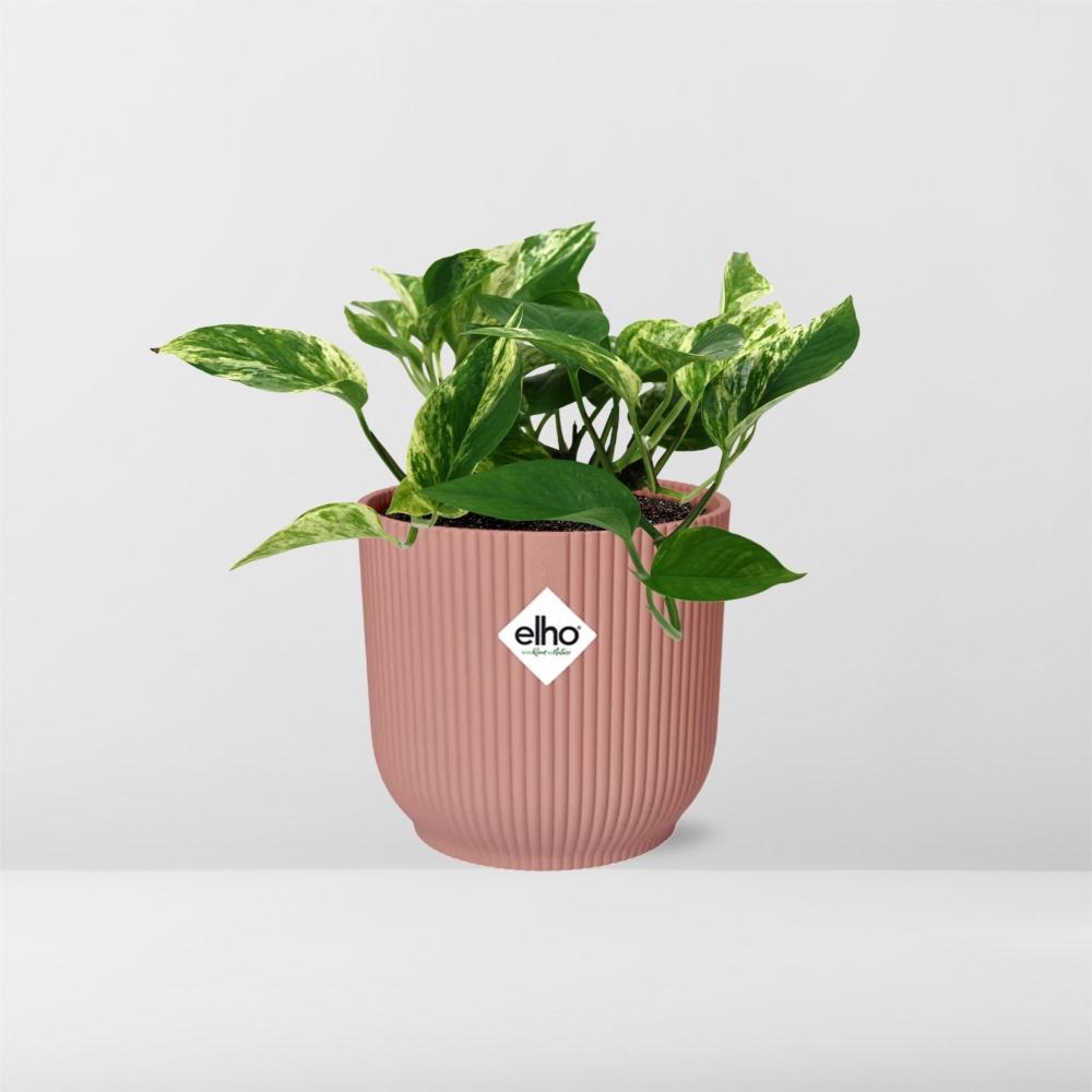 Epipremnum Marble Queen  | Ø12 | ↕15 + pot