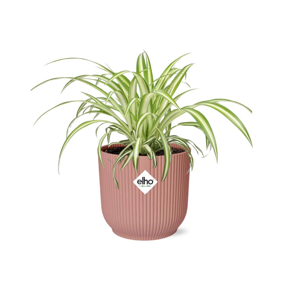 Graslelie | Ø12 | ↕20 + ELHO Vibes Fold roze Ø14