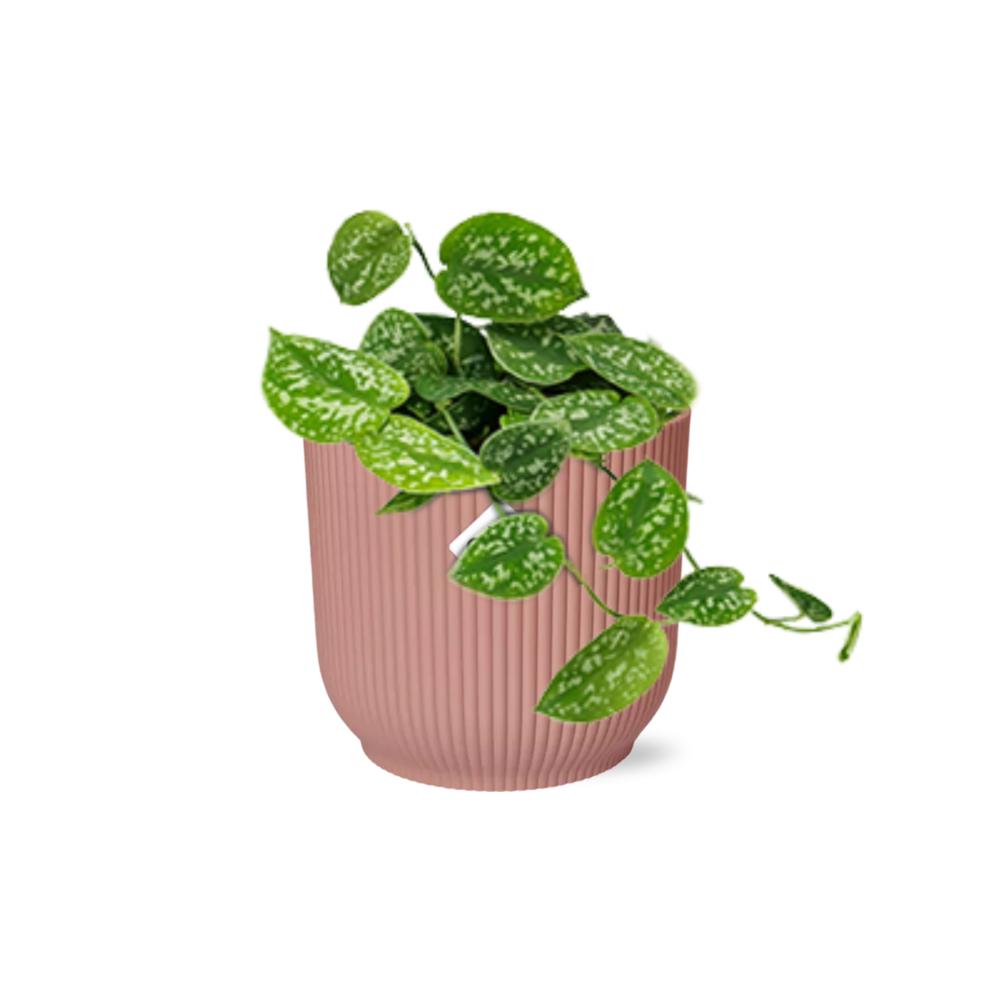 Scindapsus Pictus  | Ø12 | ↕15 + ELHO Vibes Fold Ø14 roze