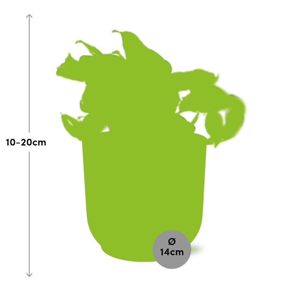 Epipremnum Happy Leaf  | Ø12 | ↕15 + pot
