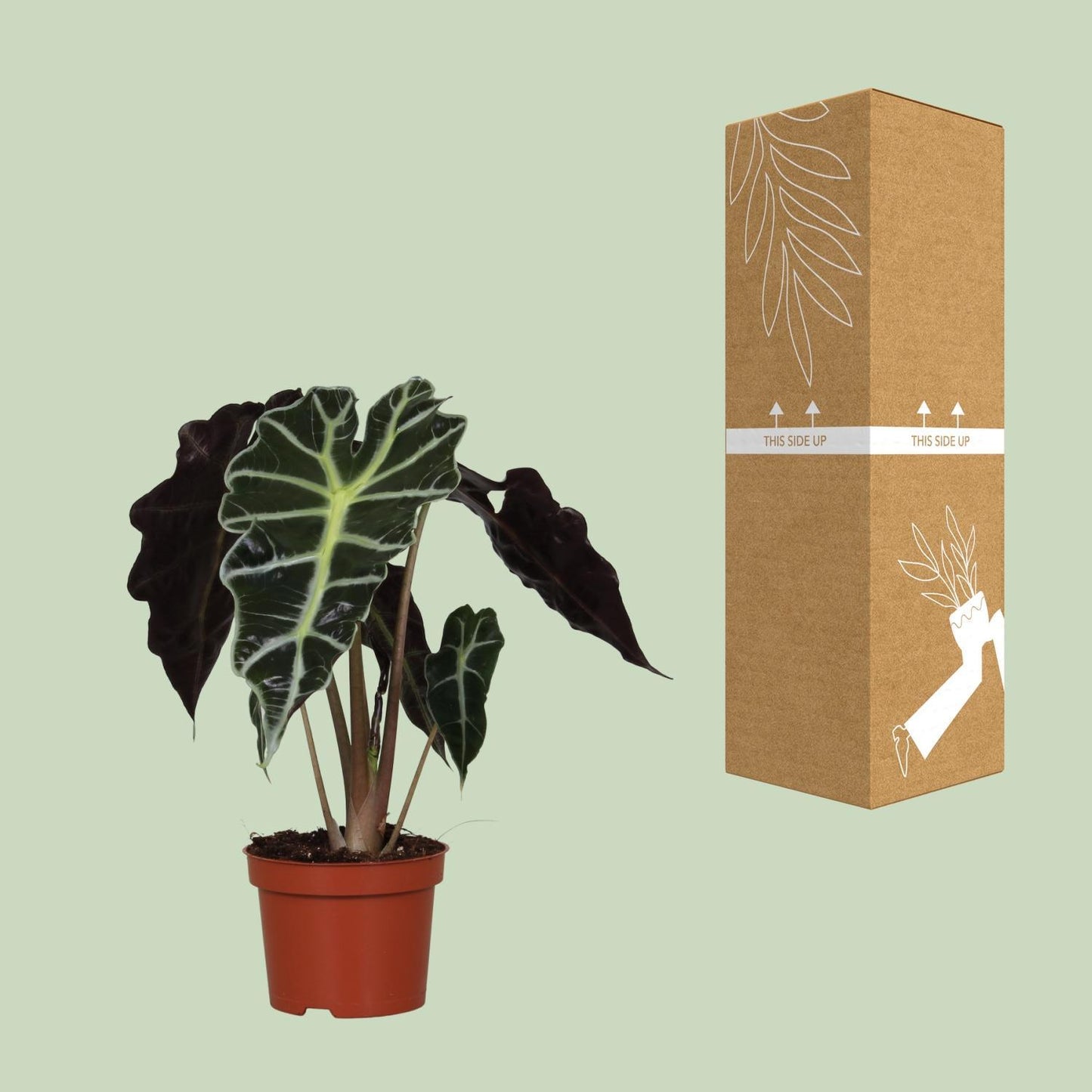 Alocasia Polly  | Ø12 | ↕30