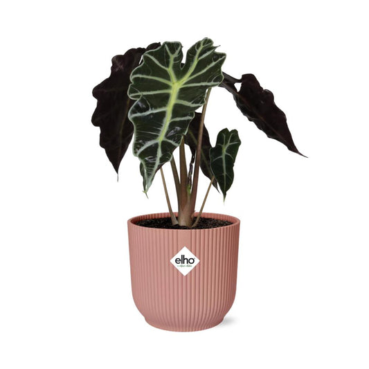 Alocasia Polly  | Ø12 | ↕30 + pot roze Ø14